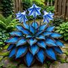 MYIJHMGB Hosta senza luce solare - Hosta tollerante all'ombra per interni ed esterni - L'acqua è sufficiente per la crescita-4 PCS-J