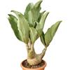 Vivaio Garden Forest Cyphostemma juttae Arbusto Succulento | Caudex ornamentale, Foglie spesse verde-bluastro, Pianta decorativa, Da collezione