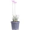 eGarden.store - Pianta vera di Tulbaghia Silver Lace o Tulbaghia variegata | Altezza: 30 cm - Diametro vaso: 18 cm | erbacea profumata repellente contro zanzare ornamentale da coltivare all'esterno