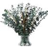 Larber 24Pezzi Eucalipto Essiccati Steli di Fiori Secchi 43CM Naturalia Eucalipto Essiccato Rami di Eucalipto Piante per Matrimoni Rustici Bouquet Floreali Decorazione