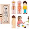 Generic Puzzle In Legno Del Corpo Umano, Puzzle Del Corpo Umano Per Bambini