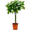 Blume Ideal Pflanze Plus | Pachira aquatica (castagno della Guyana) | 1 pianta | Pianta da interno facile da curare