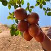 Generic albero di pomodoro tamarillo - sostenibili da giardino rare varietà antiche di in vaso con serra orticole 75semi