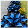MHTSNW Hosta Vaso Rari Graceful/Crescita Rapida Bellissimo Giardino.-4knolle-N