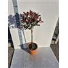 Generico Fotinia Photinia x Fraseri Red Robin - Pianta ad alberello - Vivai Giulian Giovani Piante