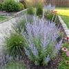 Bloomique - Set di 3 - Perovskia Blue Spire - Lavanda gigante - Resistente all'inverno - Perenne - Profumata - Altezza 10-20 cm - Vaso da 9 cm