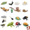 Keltorio Set di 16 personaggi del ciclo di vita degli animali, giocattolo educativo precoce di farfalla, lumaca, rana e coccinella