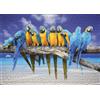 Ulmer Puzzleschmiede - Puzzle Mare del Sud - puzzle 1000 pezzi - Pappagalli nella fantastica spiaggia del Mare del Sud