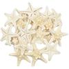 Yixuan 20pcs Stelle Marine Naturali per Decorazioni di Nozze/Beach Theme Party/Decorazioni per la Casa/Progetto Craft Fai da Te