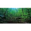 MIRRORANG 120x50cm Sfondo del terrario della Foresta Profonda Piante Tropicali Acqua Lago Acquario Sfondo della Foresta pluviale Rettile Habitat Sfondo del Vinile Durevole