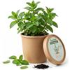 Alluvo Menta piperita, set per la coltivazione di tè - menta fresca da soli sul davanzale della finestra, set completo di piante con semi e terra, ideale per tè, bevande e cucina, soluzione semplice fai da