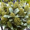 GardenersDream Skimmia japonica White Globe | Splendido arbusto da giardino sempreverde e fiorito in vaso.