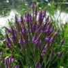 Generic Verbena Blu Verbena hastata
