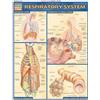 QuickStudy Respiratory System Quick Reference Guide