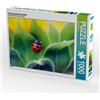 Calvendo Coccinella a sette punti Puzzle da 1000 pezzi, 640 x 480 mm, Witkowski Bernd; 7382982