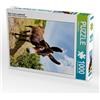 Calvendo - Asino nel paesaggio, puzzle da 1000 pezzi, 480 x 640 mm, Steiner Wolfgang; 7441804