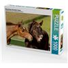 Calvendo Rhinelander warmblood foal 1000 pezzi puzzle paesaggio 640x480mm, Bölts Meike; 7312040
