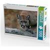 Calvendo Puma 1000 pezzi puzzle paesaggio 640x480mm, Berg Martina; 7381065