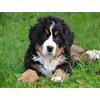 Lais Systeme Berner Sennenhund - 1.000 Teile (Puzzle)