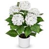 Briful Fiori artificiali di ortensia in vaso, 49,8 cm, con 5 teste di fiori, ortensie bianche realistiche al tatto, per soggiorno, bagno, ufficio, decorazione della casa