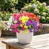 Tupenofif Fiori Artificiali, Piante Finte e Petunie, Resistenti alle Intemperie e UV, Campanelle per Balcone, Giardino, Fioriera, Decorazione per Tombe, Fiori di Plastica Set da 6