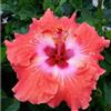 CUIKWA Grande Ibisco da Giardino — Apparato Radicale Robusto e Sviluppato — Varietà a Petali Doppi e Multistrato — Ideale sia per la Messa a Dimora in Terra che in Vaso-1 root-G