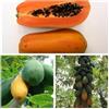 Generic Papaya da tutto il mondo CONFEZIONE - 3 varietà - 20+ semi Semi Cereali V 105