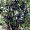 Generic jabuticaba giardino roccioso con siepi decorazioni per il soggiorno sostenibili rari spalliera 160semi