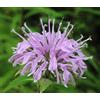 SVI Monarda fistulosa | Bergamotto selvaggio | 100_Seeds