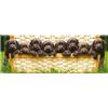 Educa Puzzle Welpen (Puzzle)