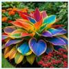 MHTSNW Hosta Vaso Rari Graceful/Crescita Rapida Bellissimo Giardino.-8knolle-F