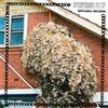 Surprise Chef Daylight Savings (CD) Album