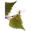 HERBOPLANET Srl MSA BETULA VERRUCOSA 50 ML