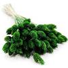 Enchanted Dekogras - Erba secca decorativa per canarini, fiori secchi, naturale, boho, ca. 100 pezzi, 80 g, colore: verde bottiglia
