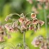 Plant in a Box - Allium Nectaroscordum Siculum - Bulbi da Fiore x30 - cipolla ornamentale - Rosa - Bulbi da fiore olandesi