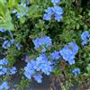 Generic piomboto sul balcone plumbago rampicanti, da giardino roccioso d'appartamento rare da giardino balcone insoliti Decorazioni autunnali per un 300semi