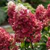 DUTCH BULBS EXCLUSIVE PLANTS FROM HOLLAN Piante Vere da Esterno - 3 Ortensie Paniculata Little Rosy - Perenni
