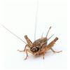Eurocrickets | Grilli vivi da pasto misura n. 1 (3-5 mm) Micro | Maxi Pack - 500 pezzi | insetti da pasto per rettili