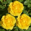 DUTCH BULBS EXCLUSIVE PLANTS FROM HOLLAN Rosa Giallo - 1 Piante - Piante Vere da Esterno - Profumata | Perenni & Resistenti, Piante dall'Olanda, Profumate, Molto Profumati (no semi, non artificiale)