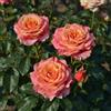 DUTCH BULBS EXCLUSIVE PLANTS FROM HOLLAN Rosa Rosa - 1 Piante - Piante Vere da Esterno - Profumata | Perenni & Resistenti, Piante dall'Olanda, Profumate, Molto Profumati (no semi, non artificiale)