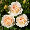 DUTCH BULBS EXCLUSIVE PLANTS FROM HOLLAN Rosa Crema - 1 Piante - Piante Vere da Esterno - Profumata | Perenni & Resistenti, Piante dall'Olanda, Profumate, Molto Profumati (no semi, non artificiale)