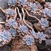 Generic 2 talee- Graptopetalum paraguayense * Succulent | 1 Talee, aloe arborescens mill
