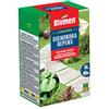 Blumen PRATO DICHONDRA