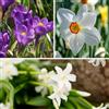 Plant in a Box - Box Giardino Ombreggiato - 50 bulbi per zone d'ombra e mezz'ombra - Mix di fioriture primaverili con chionodoxa, crocus & narciso - Facile da curare & perenne