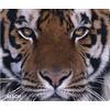 Allsop Naturesmart Nero, Arancione, Giallo
