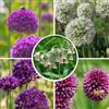 Plant in a Box - Bulb Garden Allium - 160x Bulbes - 5 Variétés - Oignon Ornemental - Bulbes à Fleurs pour Jardin, Terrasse ou Balcon