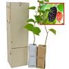FINCA CASAREJO Gelso nero (Morus Nigra) - Albero da frutto rustico ed elegante - Giovane germoglio di 30 cm ricevuto in una scatola di legno riutilizzabile - 2 unità
