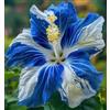 CUIKWA Ibisco Premium per Cortili - Radici da Piantumazione Spesse e Intatte - Colori Tradizionali a Petali Doppi - Adatto anche per Giardini Pensili-1 root-G