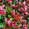 GardenersDream Photinia Red Robin - Arbusto sempreverde - Pianta da siepe da esterno
