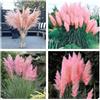 Generico Semi Pampas piume rosa seeds pink feather plume rose giardini artigianato PAMPASGRASS